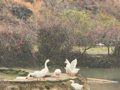 -靖西鹅泉风景区