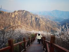 -大岭沟猕猴桃谷风景区