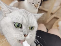 -李小姐の猫咖啡馆(五角场店)