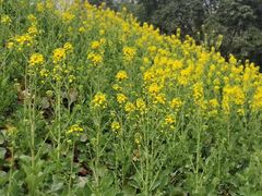 -两河城市森林公园