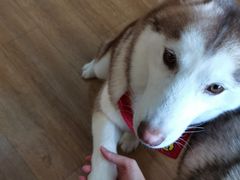 -Husky Go! 哈士奇体验馆·宠物咖啡厅狗咖