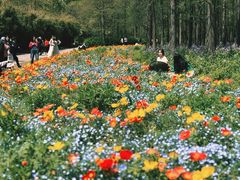 -上海共青森林公园