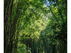 -玉树公园