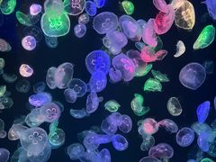 -海合安成都极地海洋公园
