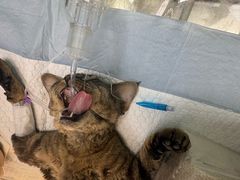 -达爱动物医院·犬猫分区·CT·复杂眼科(远洋山水分院)