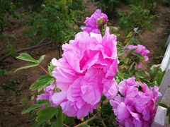 -曹州百花园