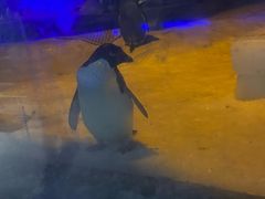 -海合安武汉极地海洋公园