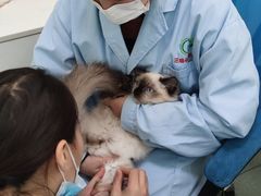 -汪喵宠物医院·骨科心脏影像·犬猫急重症ICU诊疗中心(成华分院)