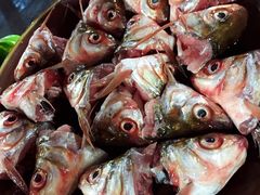 -章记正宗南岗鱼蛋火锅