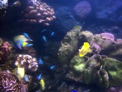 -暹罗海洋世界