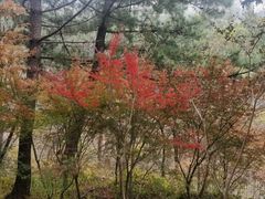 -崂山巨峰游览区