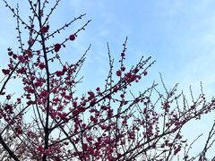 -香雪海