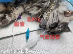 -咕噜咕噜宠物医院·CT·肿瘤科·骨科(前海院)
