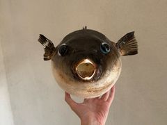 -天正河鲀·河豚亭(大连店)