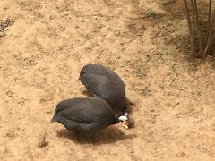 -石家庄市动物园