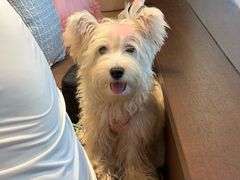 -翊宠yipet猫狗购宠庄园犬舍•猫舍