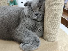 -喵园·猫主题咖啡厅·撸猫·猫咖(国贸店)