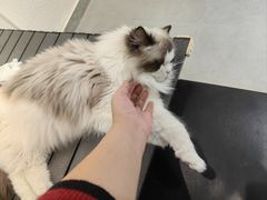 -琪喵猫屋·撸猫猫咖·猫舍