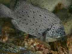 甘蔗炖排骨-森记鱼粥