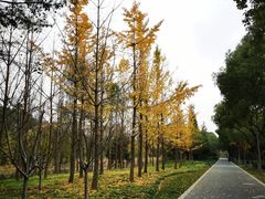 -昆山城市生态森林公园