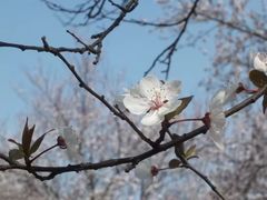 -武汉大学-樱园