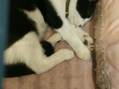 -猫的天空之城概念书店(杭州南宋御街店)