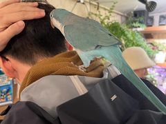 -吉丁鸟咖·异宠·寄养