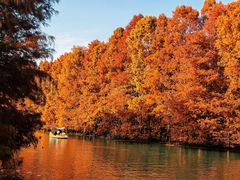 -上海海湾国家森林公园