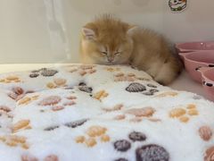 -小猫来了·猫咪专售(红山六九七九店)