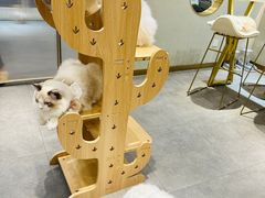 -飞行喵MR PILOT|猫舍·猫咖(静安大融城店)