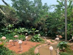 -海南热带野生动植物园