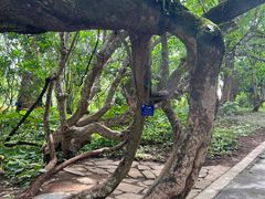 -中国科学院西双版纳热带植物园