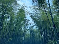 -蜀南竹海景区