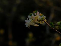 -大塘金香草谷