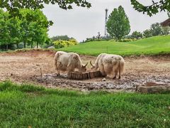 -北京野生动物园