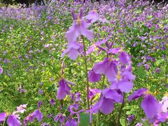 -白塘生态植物园