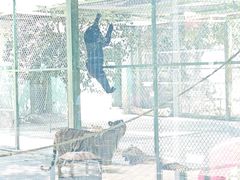 -五龙山野生动物王国