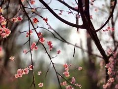 -大蜀山国家森林公园