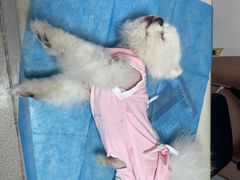 -乖乖宠物医院·猫科·骨科·24小时(云岗分院)