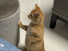-艾贝尔宠物医院·24H转诊中心·肿瘤猫专科(江宁双龙店)