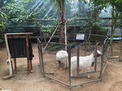 -呀路古热带植物园