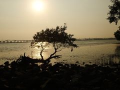 -宝安西湾红树林湿地公园