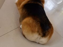 -宠福鑫康馨动物医院·骨科·眼科