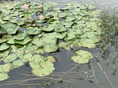 -同銮特种养殖场·龙虾垂钓