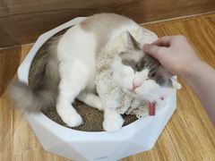 -啵啵喵·猫咖(攀华国际店)