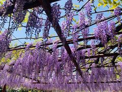 -嘉定紫藤园