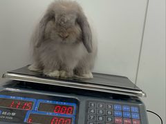 -立德异宠动物医院.兔鸟爬.内窥镜(天河店)