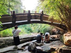 -铁山坪森林公园