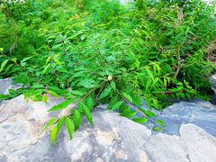 -北京鹫峰国家森林公园
