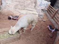 -Zoolung Zoolung动物主题公园(海信广场店)